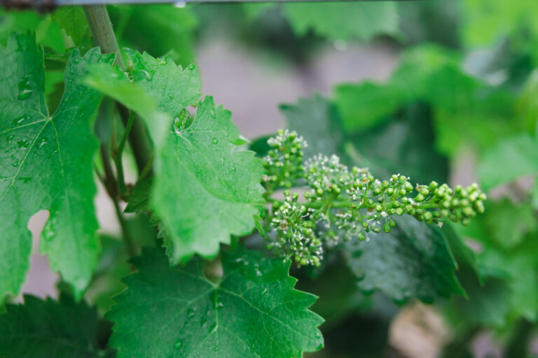 bourgeons vignoble saint nicolas de bourgueil