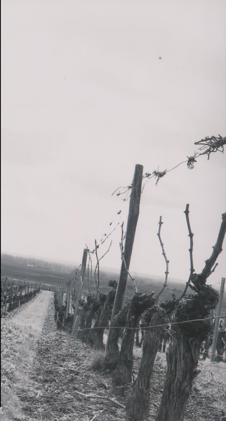 vignes en hiver